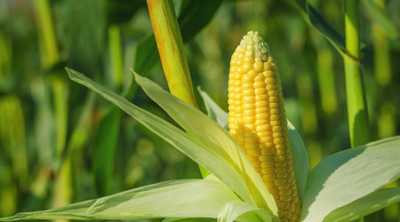 God showed me a  corn field